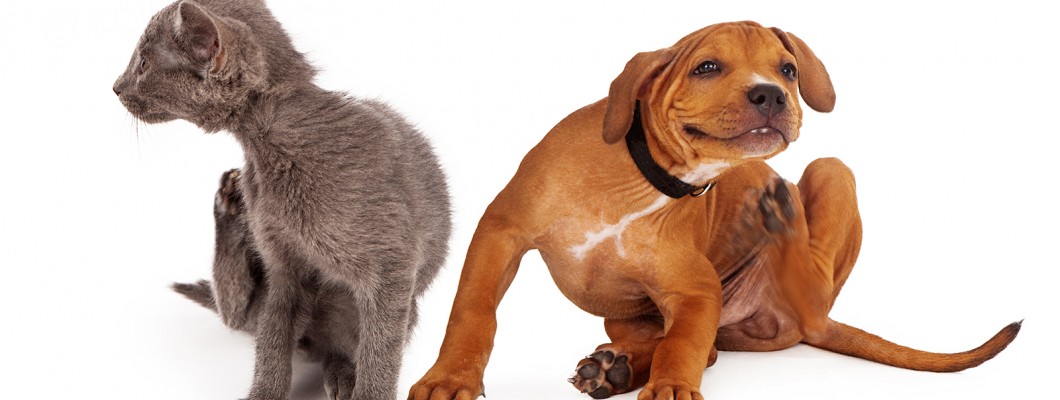 Αποπαρασίτωση σκύλου & γάτας την άνοιξη: Ο πλήρης οδηγός.