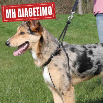 TRIXIE ΣΥΣΤΗΜΑ ΕΚΠΑΙΔΕΥΣΗΣ ΣΚΥΛΟΥ EASY WALK Medium